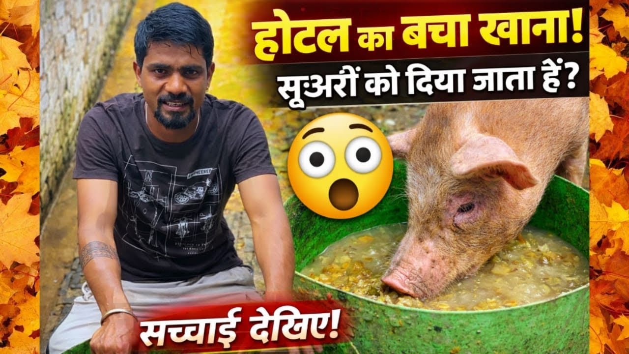 होटल वेस्ट सूअरों का खाना कैसे दिया जाता है सूअरों को क्या खिलाये ।#pig_farm_traning #pig #pigfeed 