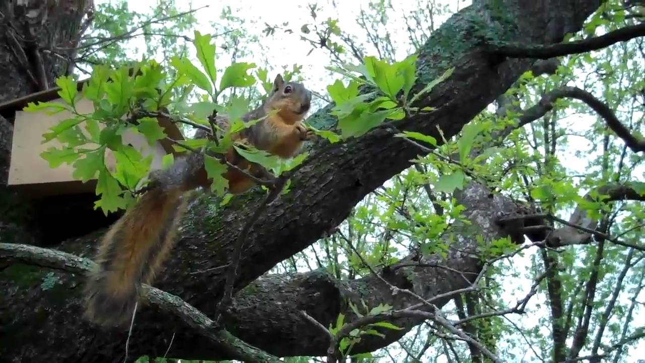 Red Fox Squirrel FREEDOM!