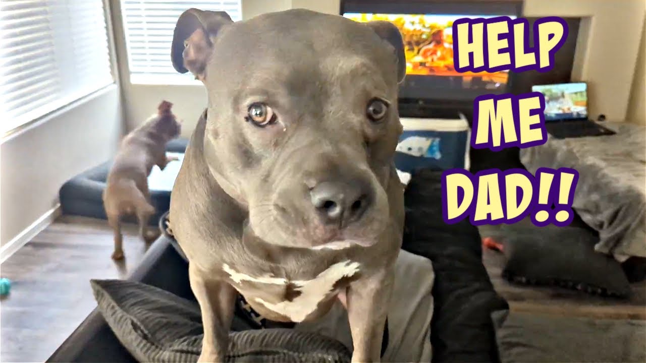 Talking Pitbull Goes Off On Dad! Then Finds Out What He's Asking For!