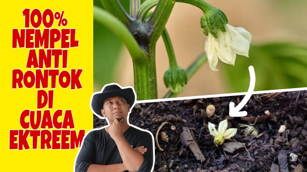 100% jadi Buah, Inilah Perekatnya simpel gak ribet!!