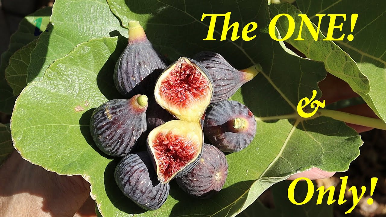 THE Most Sought After Fig on the PLANET in AZ!
