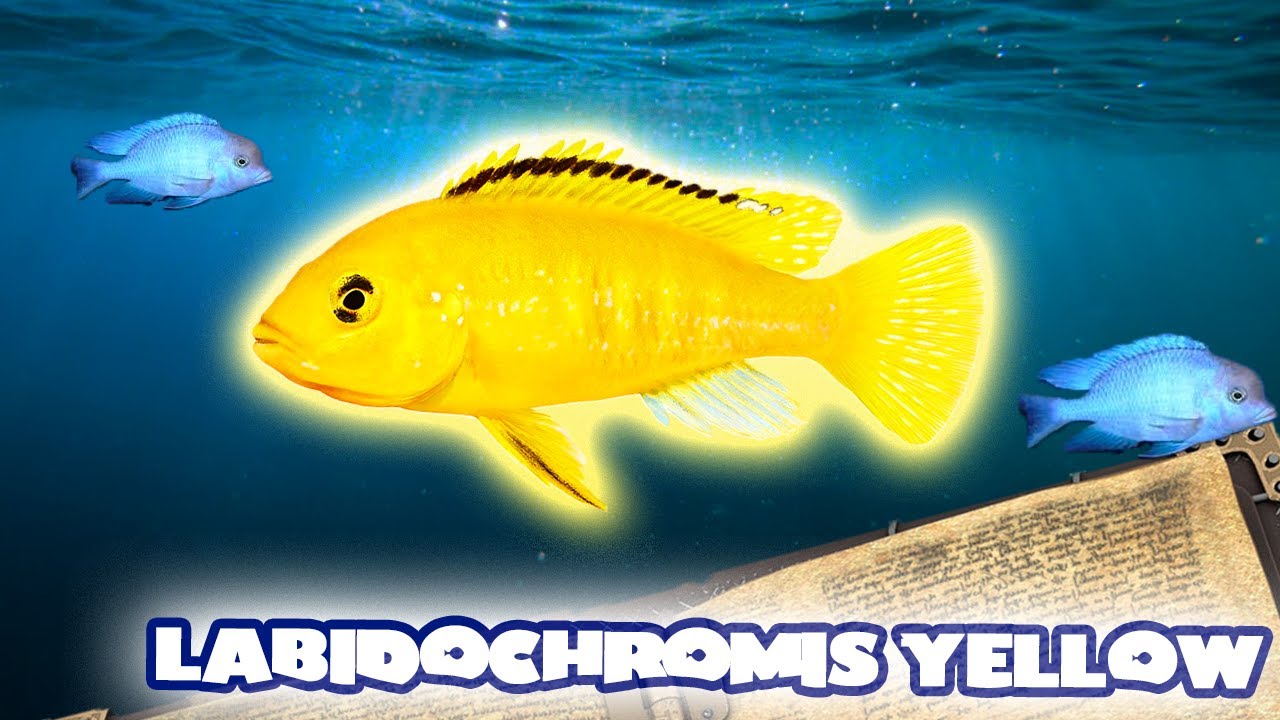MEHRGENERATIONEN-HAUSHALT mit dem LABIDOCHROMIS YELLOW | FISCHENZYKLOPÄDIE | Zoo Zajac