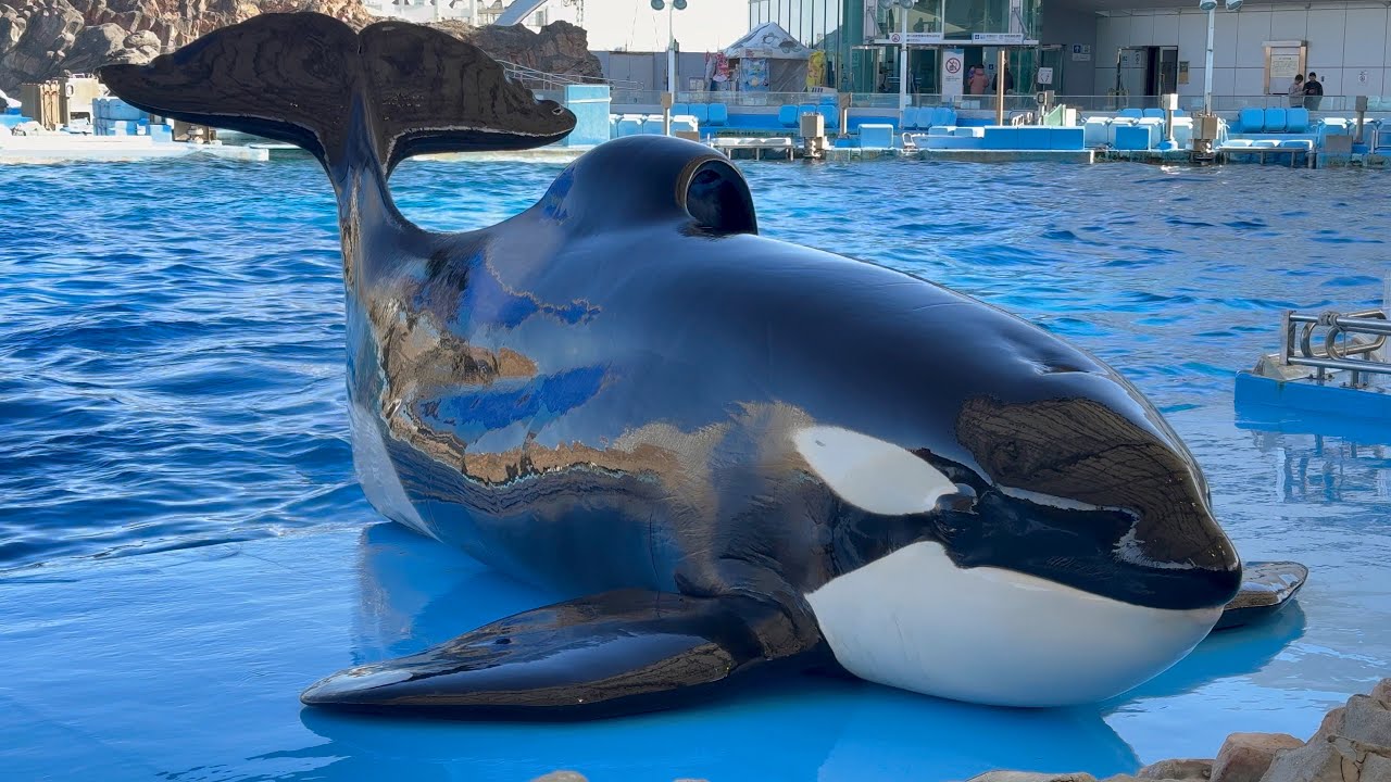2025/02/11 シャチの公開トレーニング リン&アース編 【14:30 の回】@名古屋港水族館