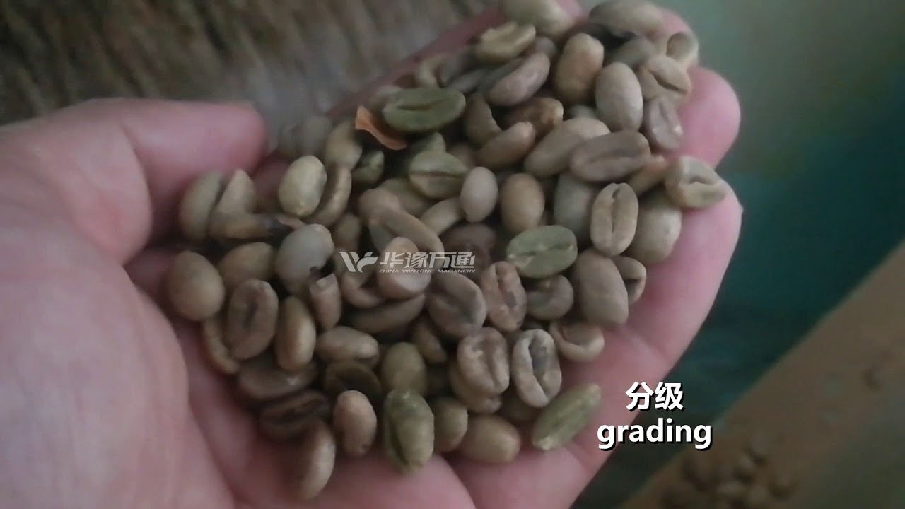 Coffee beans cleaning, destoner, grading, color sorting, bagging scale processing line