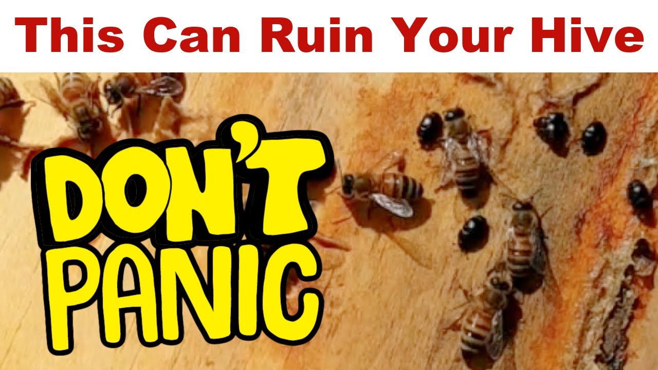 Beekeeping | Will You Lose Your Bees To Small Hive Beetles??