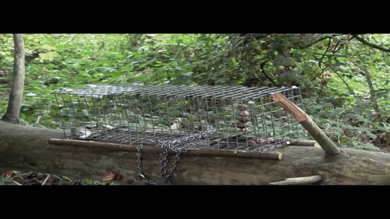 Pest Control: trapping and snaring