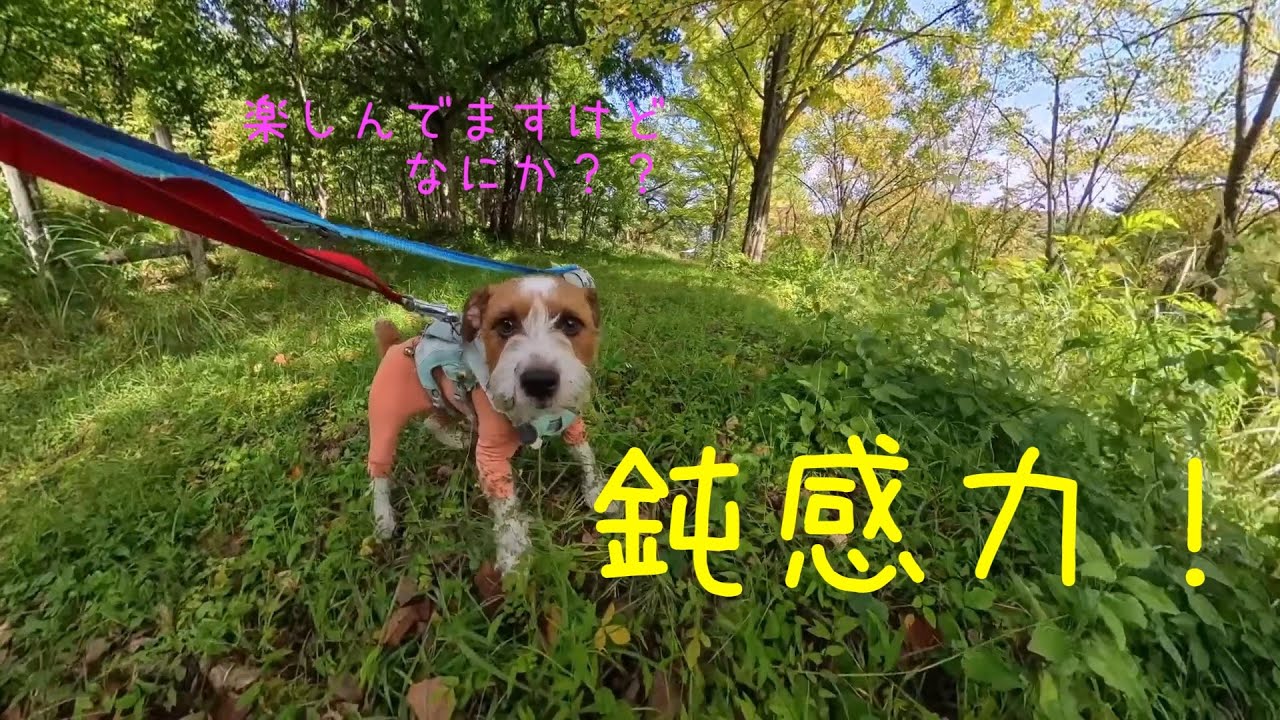 【やまがた県民の森】冒険の森とちくちく草の実／ジャックラッセルテリアと山散歩