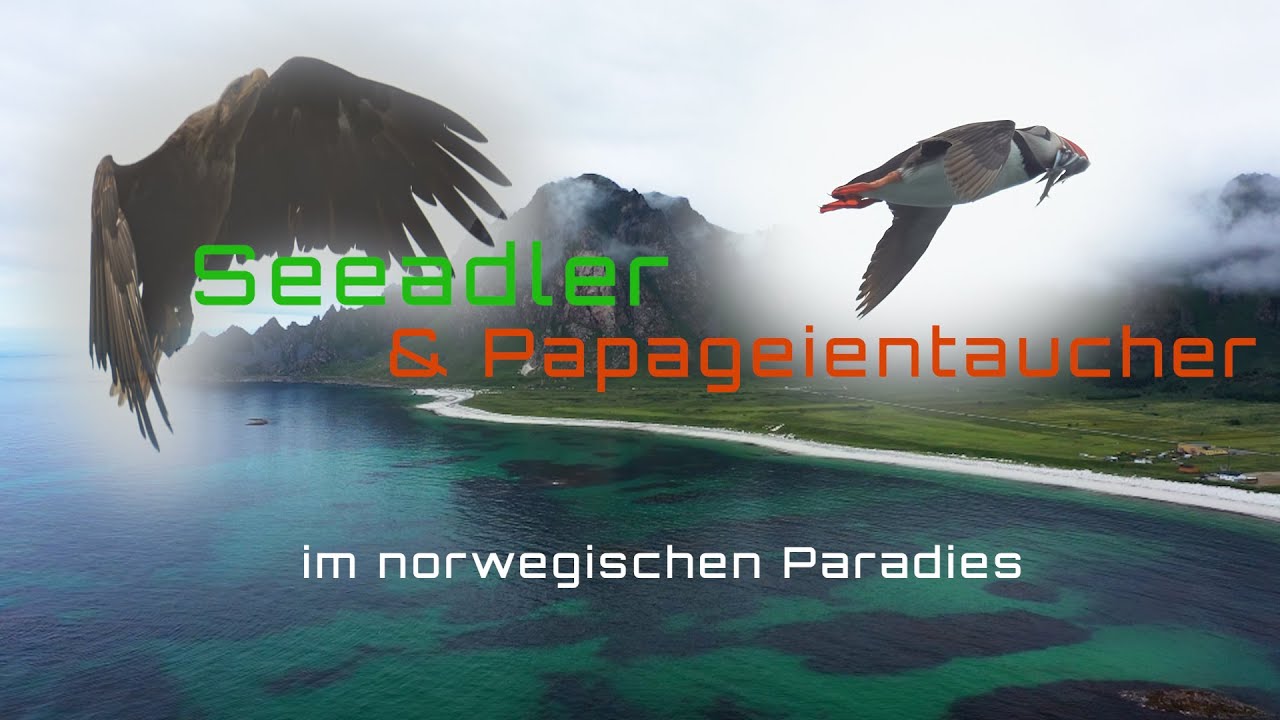Papageientaucher & Seeadler - ein Paradies in Norwegen - Fotografie on location mit X-T5 - XF100-400