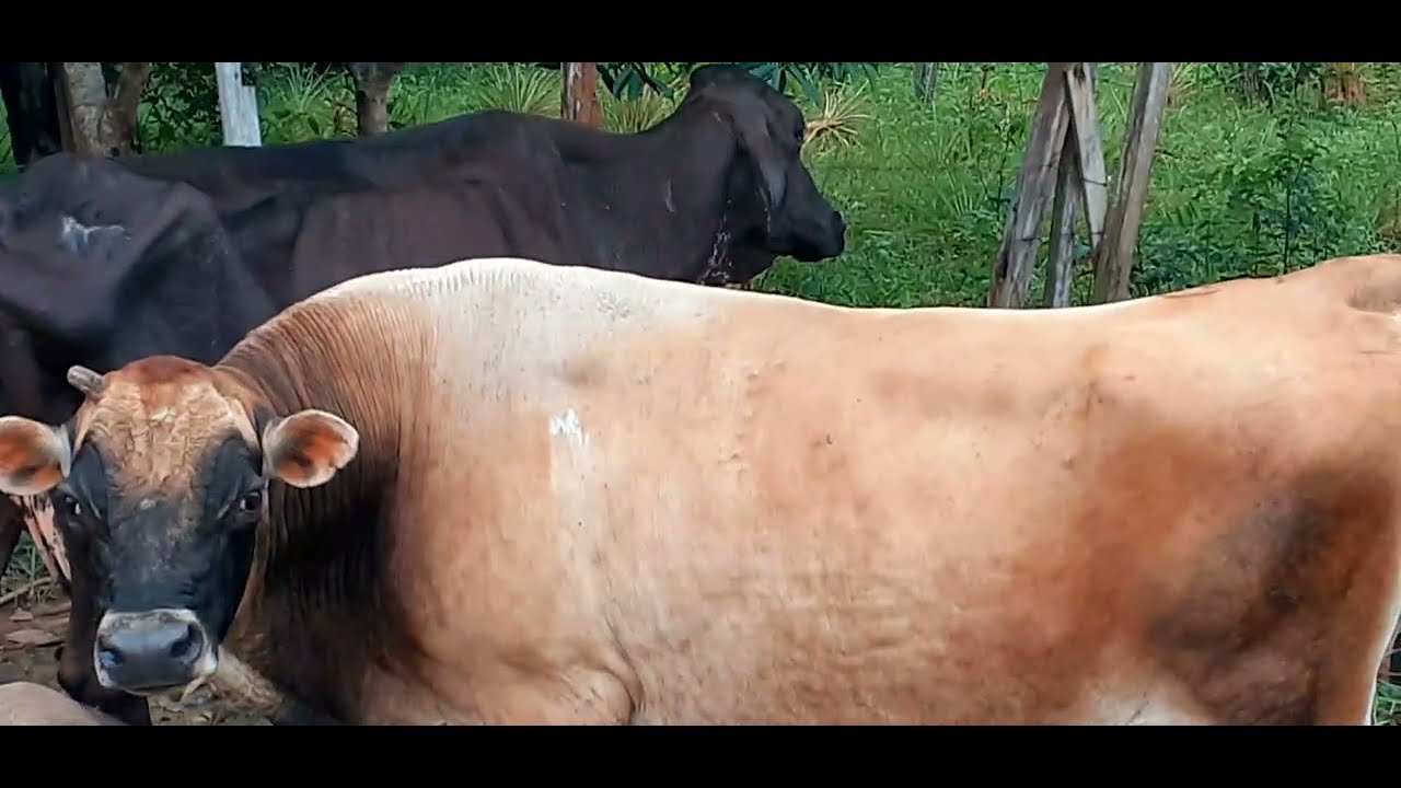 🐂Touro da Fazenda ao lado está junto das vacas🐄