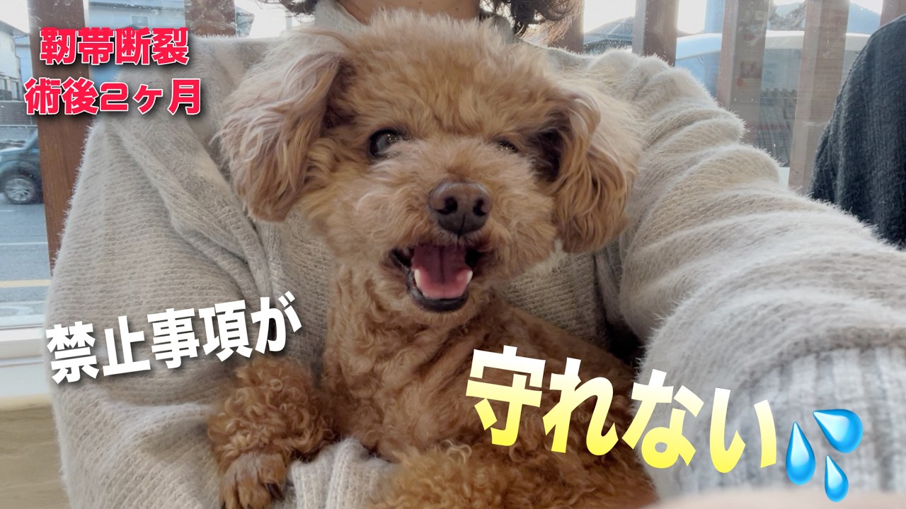 【犬・靭帯断裂】術後2ヶ月、ここまで回復！／散歩後、これやって！／危険なじゃがいもグラタンと簡単！ホタテの炙り