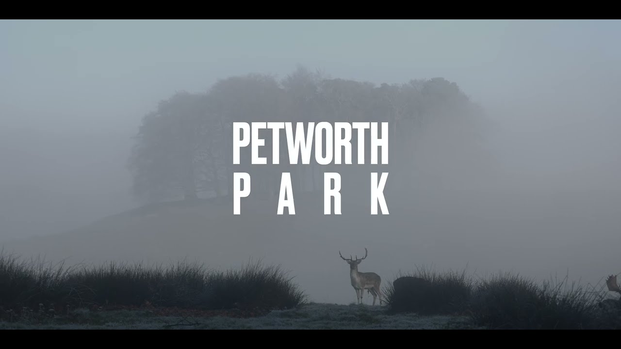 Petworth Park Deer Misty morning on New Years Eve 2025