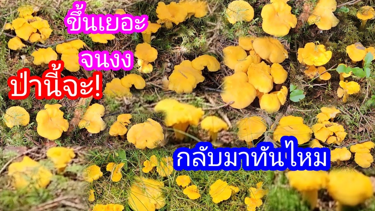 เก็บเห็ดมันปูป่านี้เหลืองเต็มป่าเสียดายแรงหมดก่อนต้องไปเที่ยวเก็บแรง