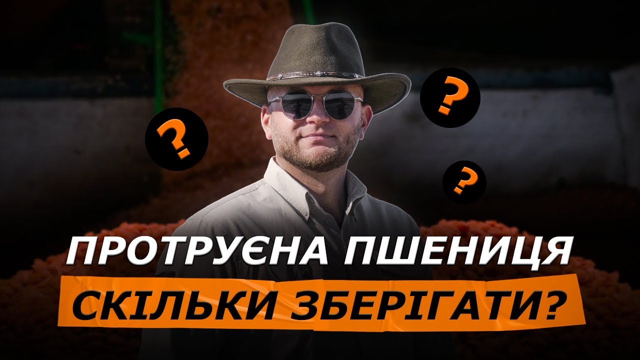 ПРОТРУЄНА ПШЕНИЦЯ ПЕРЕД ПОСІВОМ. СКІЛЬКИ МОЖЕ ЛЕЖАТИ НА СКЛАДІ?
