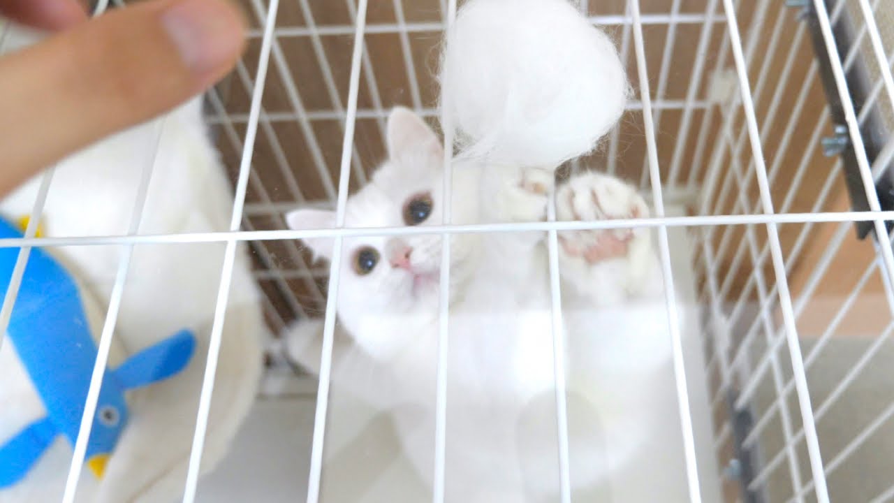 刈られた冬毛の塊を取り返しに来たもふ猫！