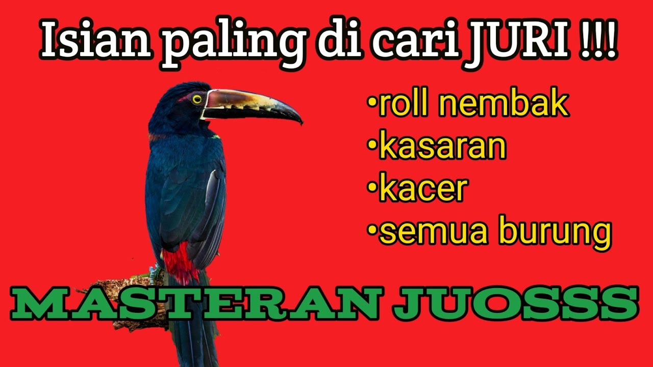 Masteran Kacer | Full Isian Roll Tembak, Mewah ( Viper )