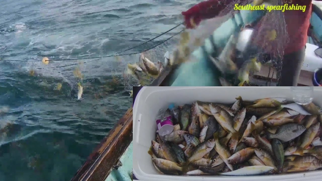 net fishing in jamaica big catch