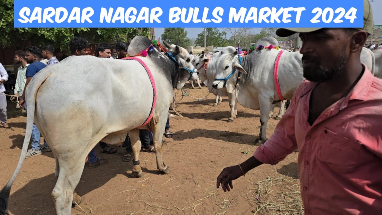 Last Week Sardar nagar bull's market 2024 | Top quality Ongole bull's collection | biggest Ongole