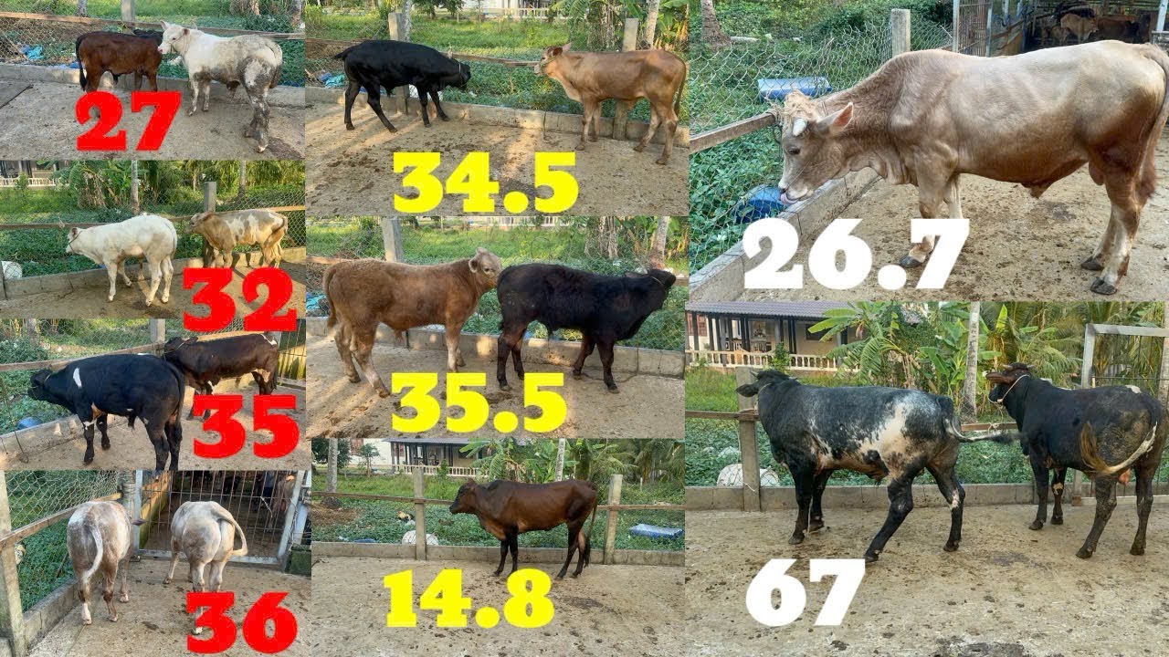 23.1| Cặp đực bin 27tr. Đực lở kem 26tr7. Cặp đực lở 3b 67tr, đực kem và đực 3b.