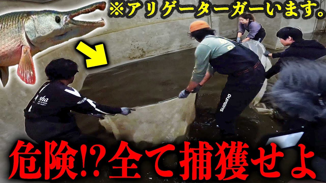 【超危険】５００トン水槽のアリゲーターガーを全て捕獲せよ！【５００トン水槽の水ぜんぶ抜きます！in 宮古島#4】
