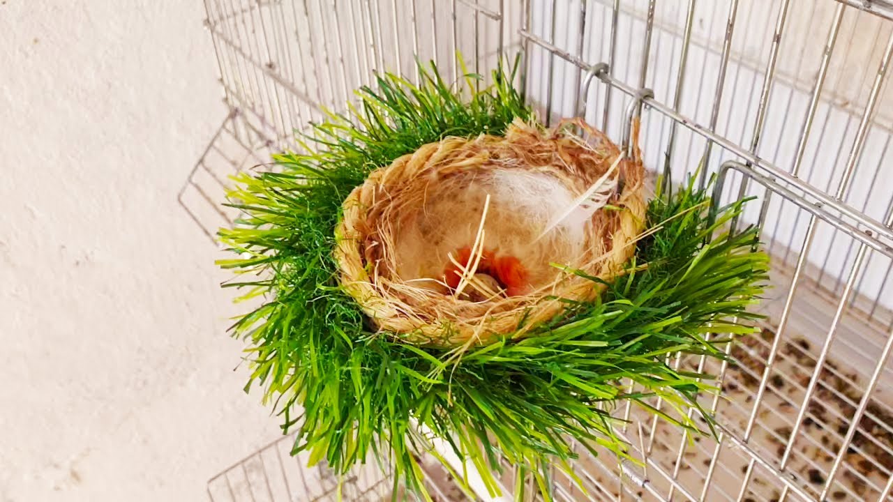 طريقة صنع عش لطيور الحسون والكناري