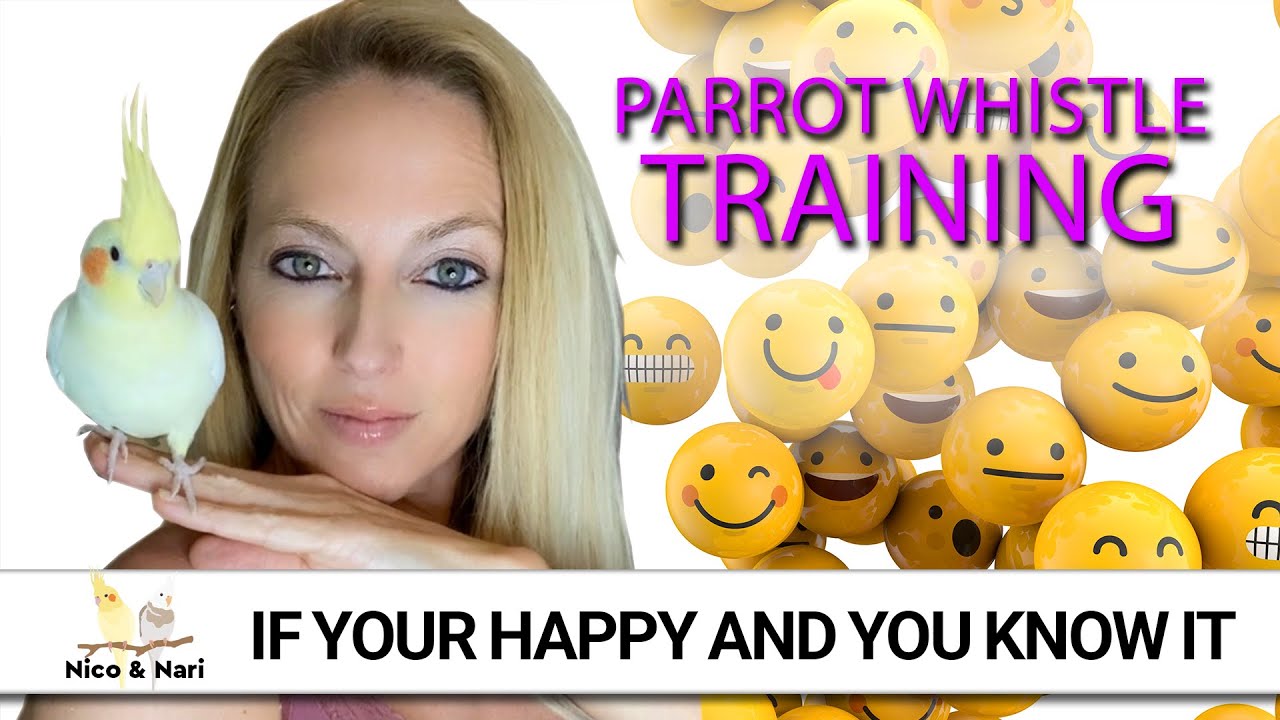 If You’re Happy And You Know It ~ Parrot Whistle Training