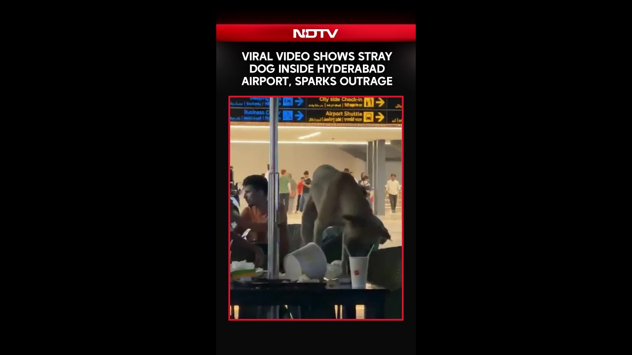 Viral Video Shows Stray Dog Inside Hyderabad Airport, Sparks Outrage