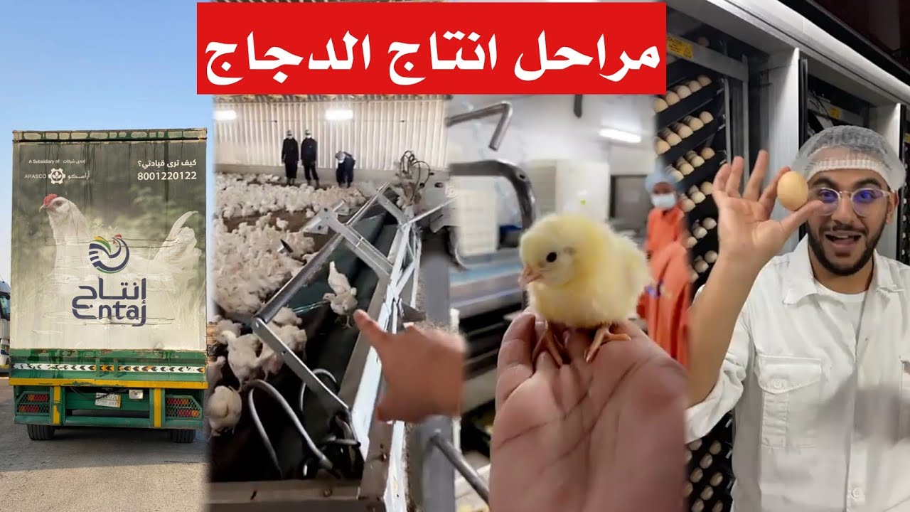 فقس بيض الدجاج تغطية مراحل انتاج من الفقس الى الصوص الى الدجاج