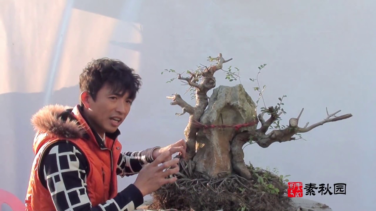 素秋园：人工附石榆树盆景制作技巧，带你了解人工盆景的制作过程！
