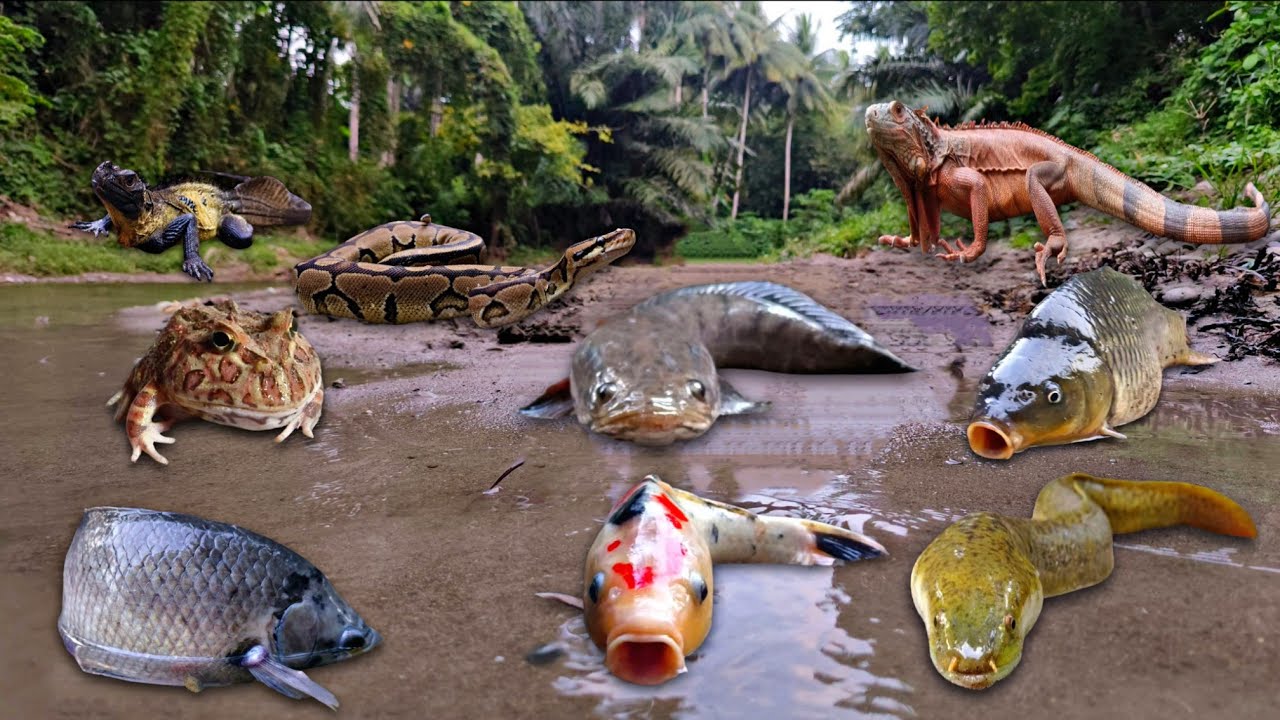 Wadidau! Finding Snakehead Fish, Eel Fish, Koi Fish, Iguana, Snake, Turtle, Crab, Lobster, Frog