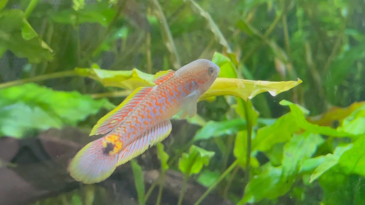 Aquatic Aesthetics - Store Tour and Fish Swap
