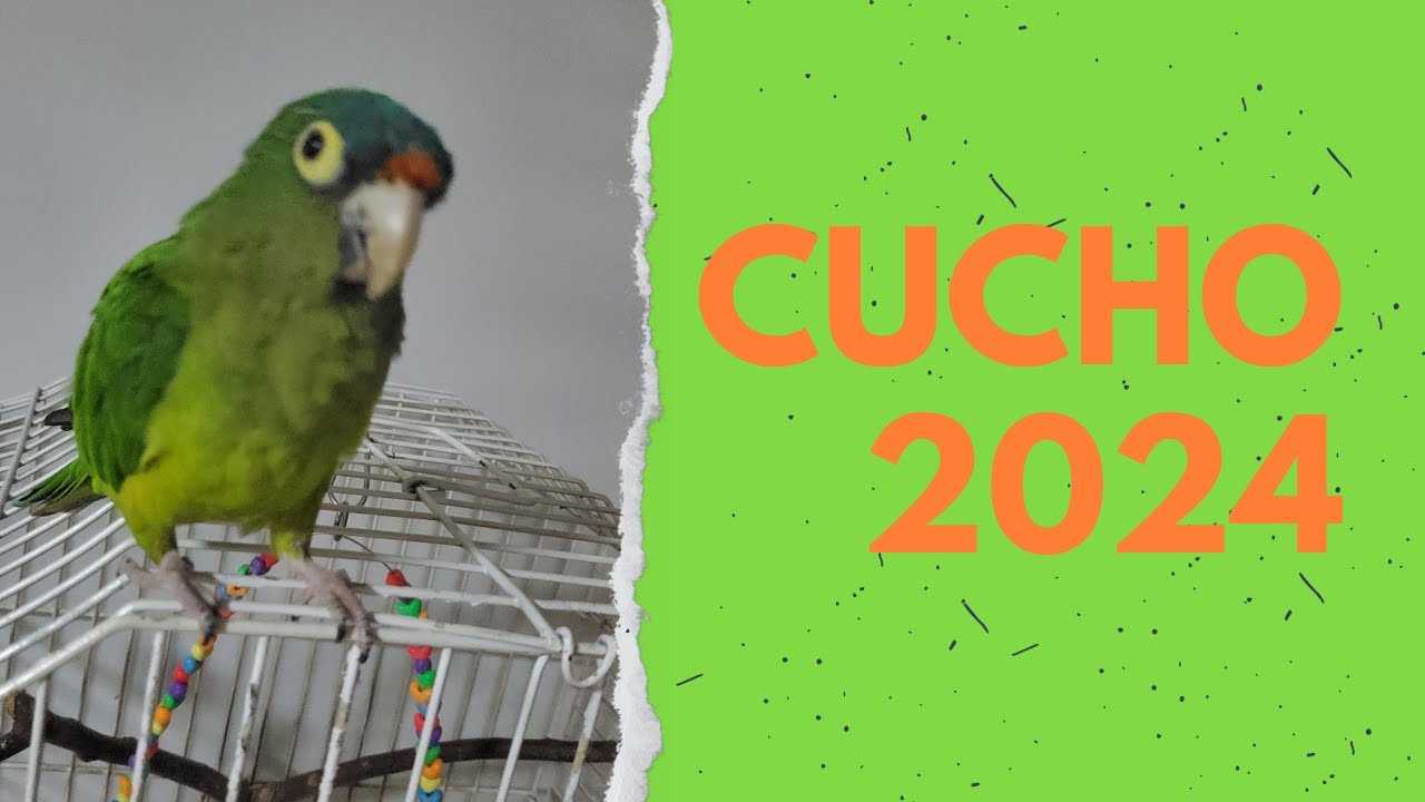 Cucho 2024