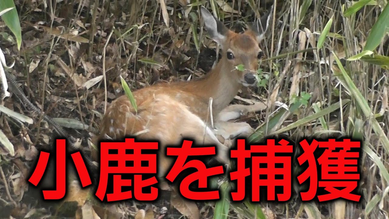 小鹿を捕獲