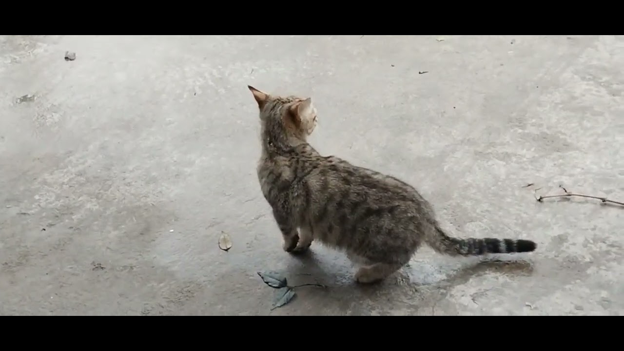 Cat out door 
