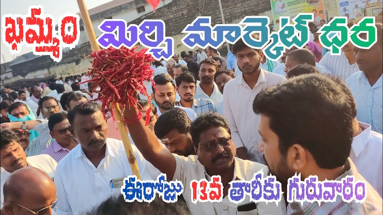 13/11/2025  khammam mirchi market price khammam mirchi market today #dharalu#mirchi#mirchiratetoday