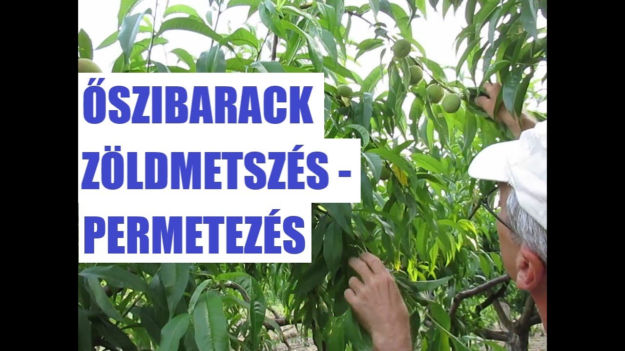 Az őszibarack zöldmetszése és permetezése júniusban