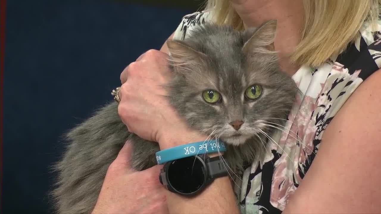Larry the senior cat touts Spring Break Bash to get dogs adopted