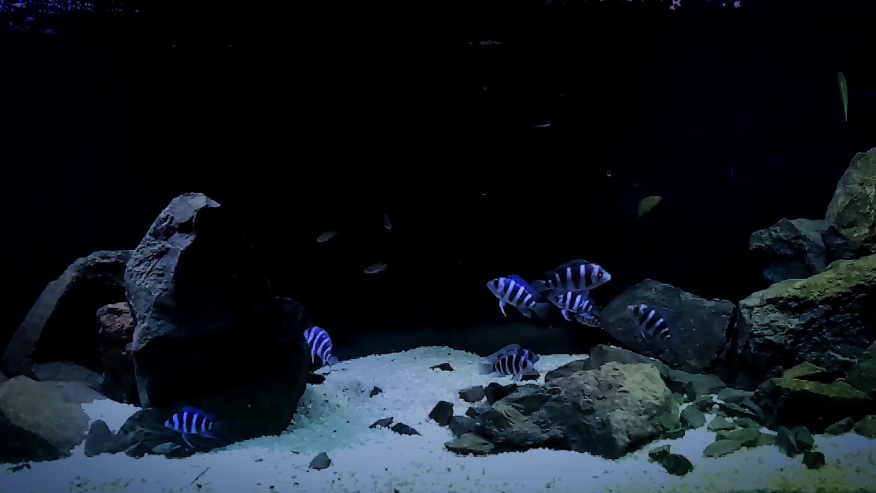 Tanganyika biotope tank