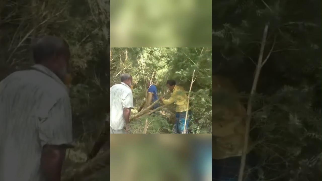 Bangladesh Begins Cultivating Rare Australian Tea Tree for High-Value Essential Oil Production