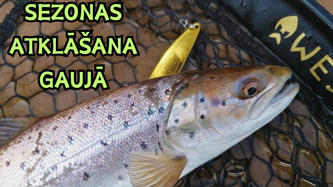 Sezonas atklāšana Gaujā! Interesanta cope ar 