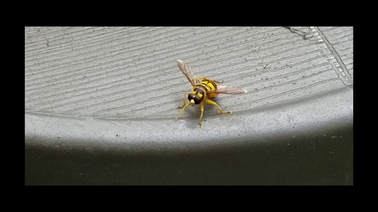 syrphid fly (Milesia virginiensis)