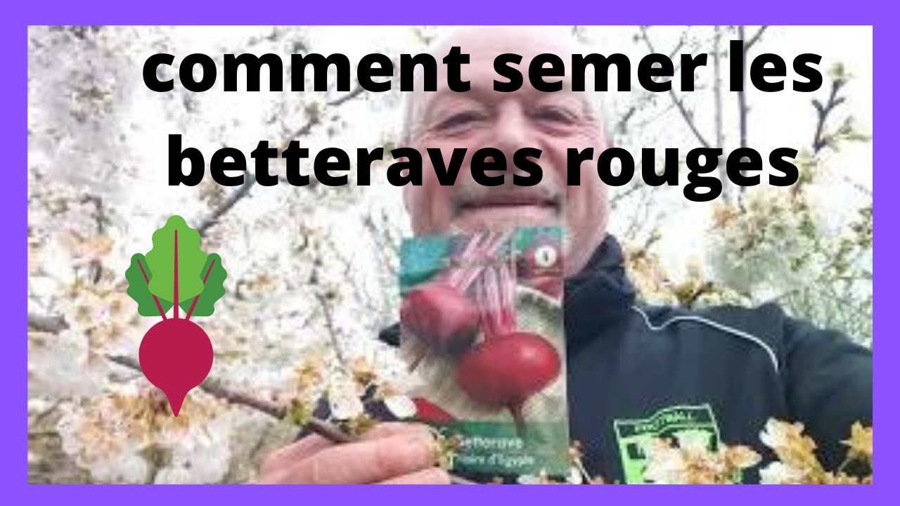 comment semer les betteraves rouges dans son potager