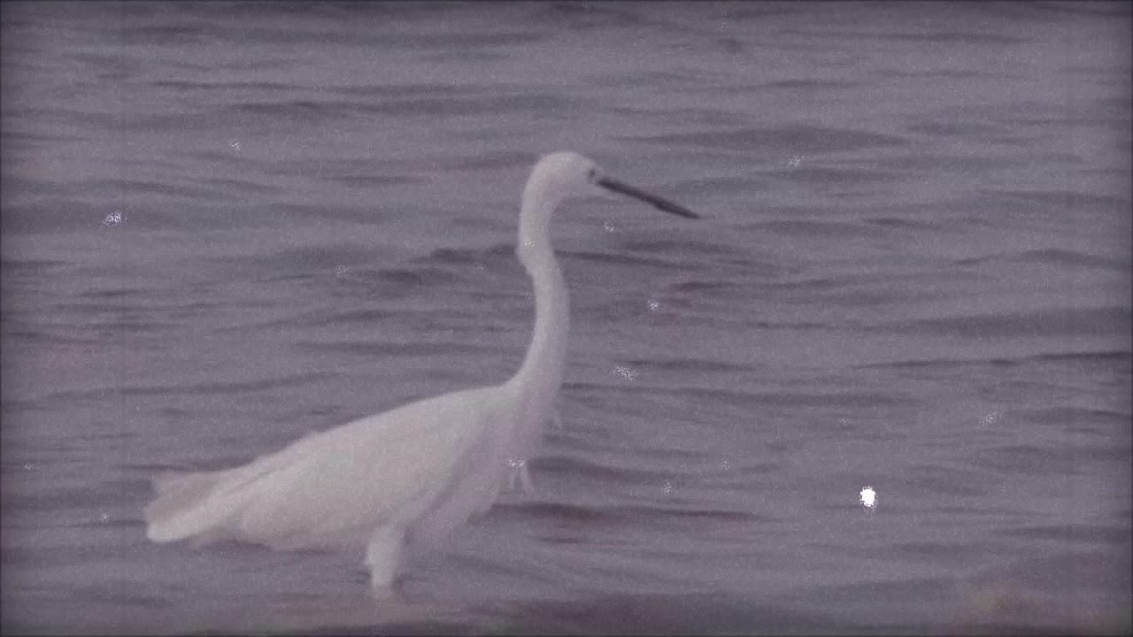 Old Doordarshan effect video | Vintage Doordarshan | 80s Doordarshan | 90s Doordarshan | Doordarshan