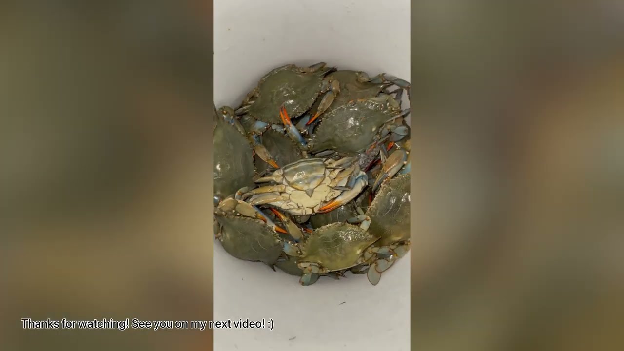 LABOR DAY WEEKEND @ CRABBING | SUN OUTDOORS CAPE CHARLES | CHERRYSTONE FAMILY CAMPING RESORT |PART1