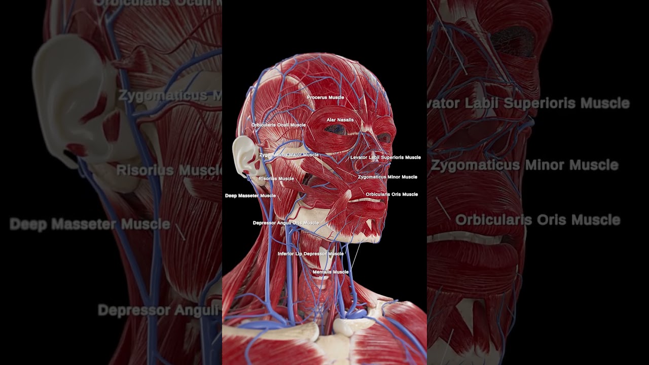 😊 The Power of Facial Muscles: Expression and Movement 😊