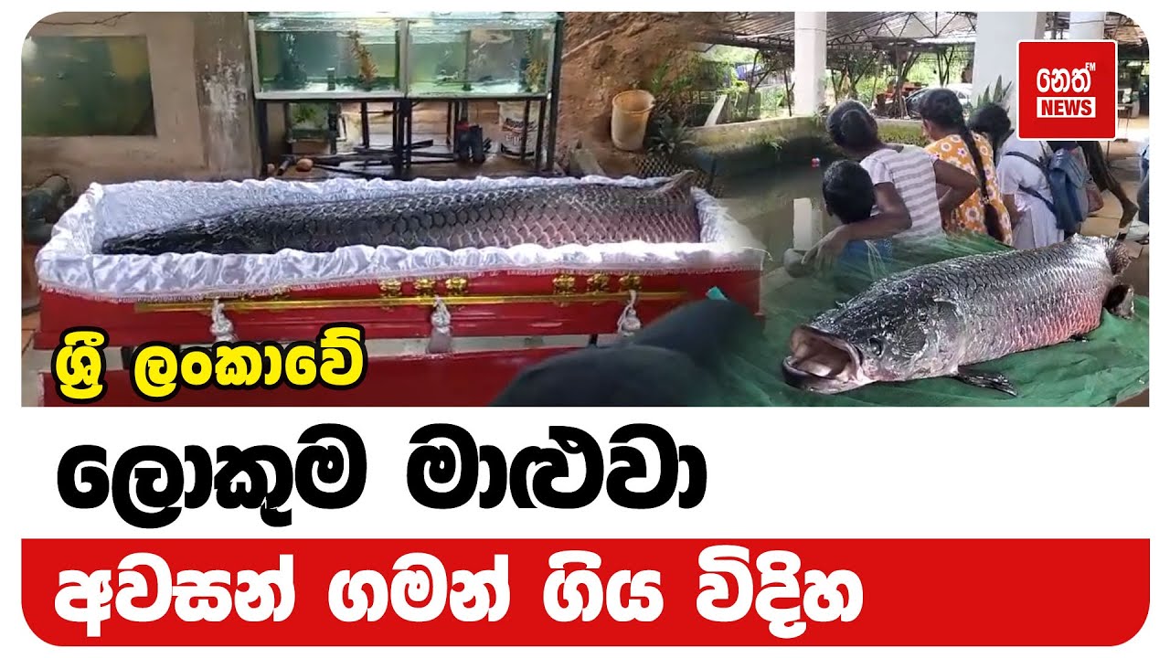 ශ්‍රී ලංකාවේ ලොකුම මාළුවා අවසන් ගමන් ගිය විදිහ | Neth News