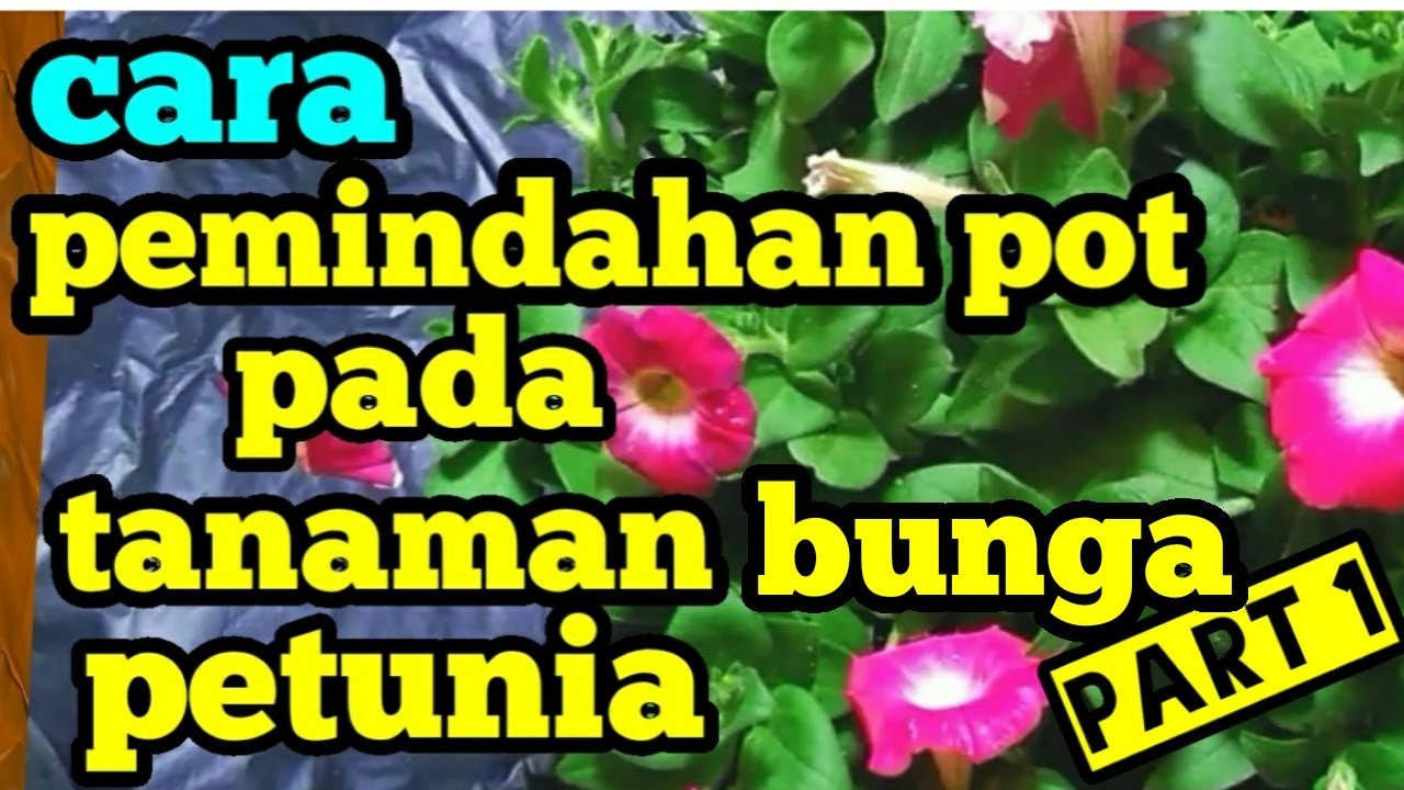 Cara pemindahan pot pada tanaman petunia
