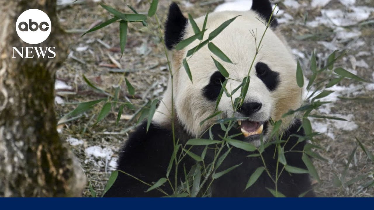 Giant pandas Bao Li and Qing Bao make public debut at National Zoo