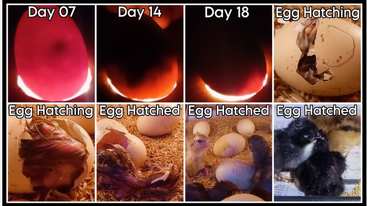 Napisa na ang mga itlog batch 2 |Egg Candling&Hatching |Heritage Chicken |Rhode Island |Jersey Giant