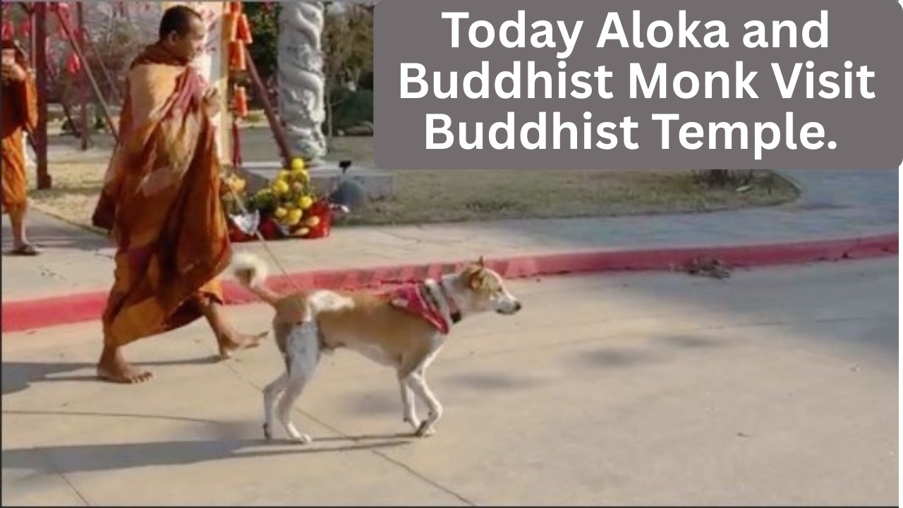 Today Our Aloka and Buddhist Monk Visit Buddhist Temple The Place