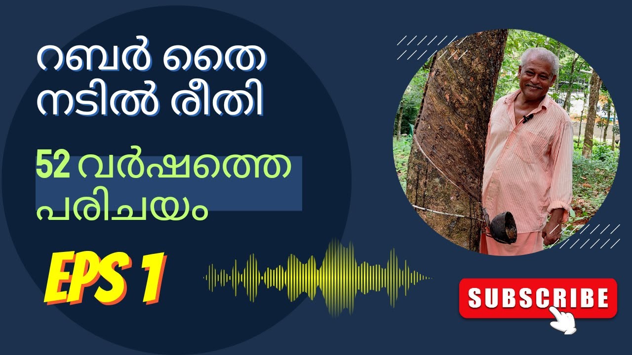 റബ്ബർ തൈ നടീൽ രീതി,52വർഷത്തെ പ്രവൃത്തിപരിചയം /rubbar krishi/rubbar cultivation,#100 PART.1,#100m